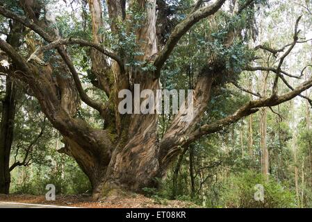 Eucalyptus globules tree , southern blue gum tree , Ooty , Udhagamandalam , Hill Station , Nilgiris , Western Ghats , Tamil Nadu , India , Asia Stock Photo