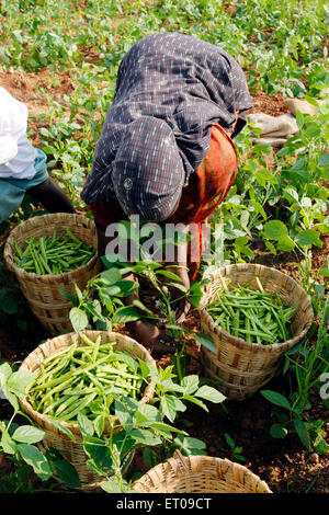 Cyamopsis tetragonoloba Linn Taub Cyamopsis psoralioides Fabaceae common name Cluster Bean Hindi Govar bean Guar gum  plantation India Asia Indian Stock Photo