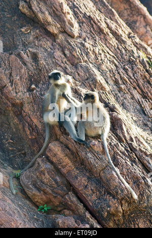 Gray langur, Hanuman langur, Hanuman monkey, sacred langur, on Red sandstone cliff, Badami , Vatapi , Bagalkot  , Karnataka , India , Asia Stock Photo