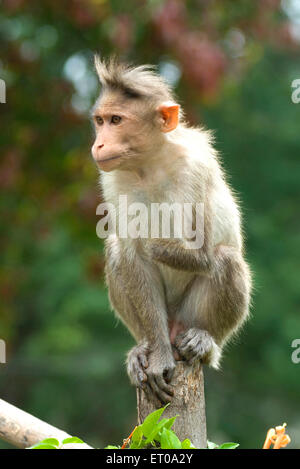 bonnet macaque, handicapped bonnet monkey, Pykara River, Glenmorgan, Singara, Gudalur, Nilgiris, Tamil Nadu, India, Asia Stock Photo