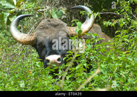 Nilgiri bison hi-res stock photography and images - Alamy