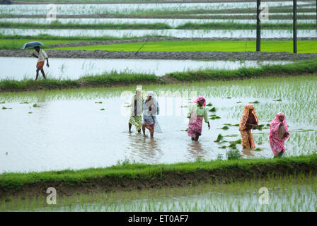 sowing paddy in rice field during monsoon near Palakkad Kerala India Indian women working Stock Photo