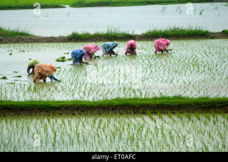 Farm workers in rice field during monsoon day near Palakkad ; Kerala ; India Stock Photo