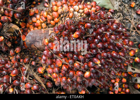 Oil palm tree fruit, Elaeis guineensis, palm family, Arecaceae,  Kerala, India, Asia Stock Photo