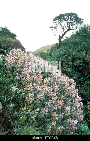 Kurunji flowers, Mukurthi national park, Ooty, hill station, Ootacamund, Udagamandalam, Udhagamandalam, Nilgiri hill, Western Ghat, Tamil Nadu, India Stock Photo