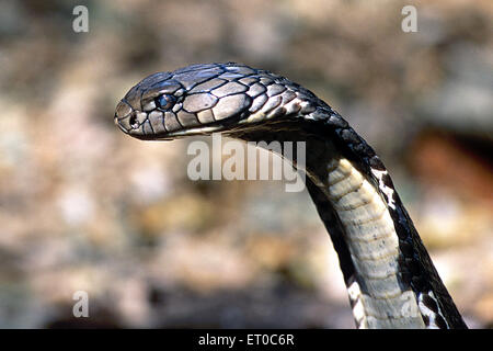 King cobra, ophiophagus hannah, longest venomous snake, Karnataka ; India, asia Stock Photo