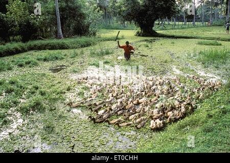 duck herding , Kuttanad ; Alappuzha , Alleppey ; Kerala ; India , asia Stock Photo