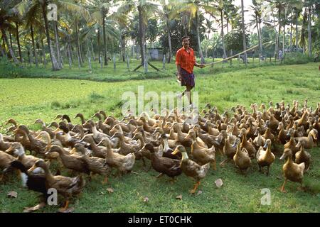duck herding , Kuttanad ; Alappuzha , Alleppey ; Kerala ; India , asia Stock Photo