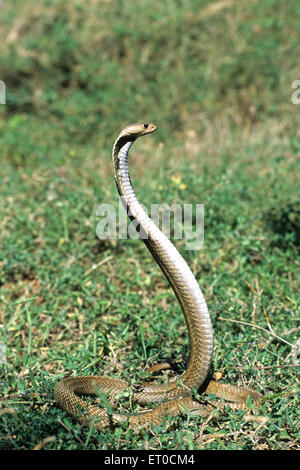 Indian Snake Spectacled Cobra Naja Naja Hood Open Rear Back Rearview ...