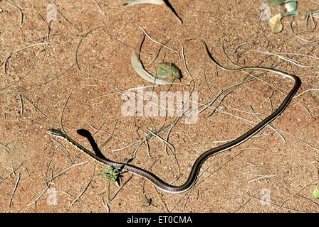 Bronze back tree snake dendrelaphis tristis Stock Photo