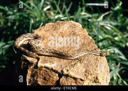 saw scaled viper snake, echis cariniatus Stock Photo