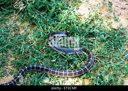 common krait snake, bungarus caeruleus Stock Photo