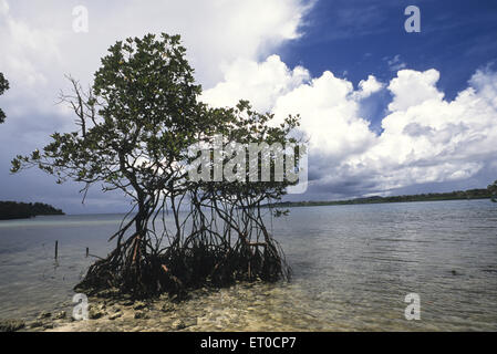 Mangrove trees , Havelock Island ; Andaman Islands ; Andaman and Nicobar Islands , Union Territory , UT , India , Asia Stock Photo