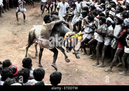 Jallikattu bull taming in pongal festival ; Alanganallur ; Madurai ; Tamil Nadu ; India Stock Photo