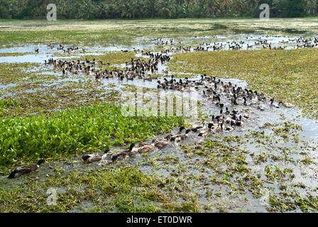 Ducks, Backwaters, Kuttanad, Alleppey, Alappuzha, Kerala, India, Asia Stock Photo