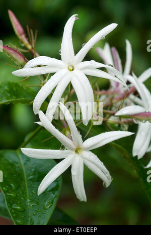 Jasminum grandiflorum flower, Sathyamangalam, Erode, Coimbatore, Tamil Nadu, India, Asia Stock Photo