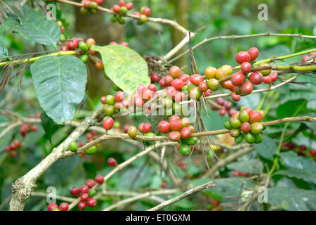 Coffee cherry tree, Coffee tree, Coffee cherries tree, coffee berry tree, coffee berries tree, Madikeri, Madikery, Coorg, Karnataka, India, Asia Stock Photo