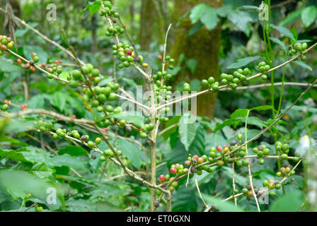 Coffee cherry tree, Coffee tree, Coffee cherries tree, coffee berry tree, coffee berries tree, Madikeri, Madikery, Coorg, Karnataka, India, Asia Stock Photo