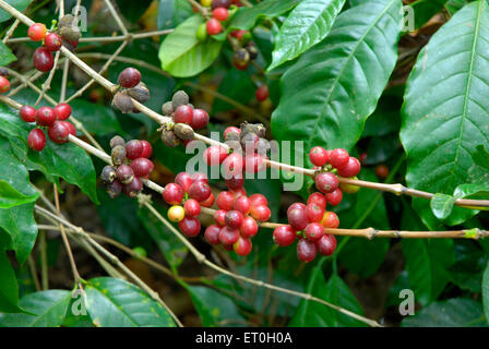 Coffee cherry tree, Coffee tree, Coffee cherries tree, coffee berry, coffee berries, Mudbidri, Moodabidri, Coorg, Karnataka, India, Asia Stock Photo