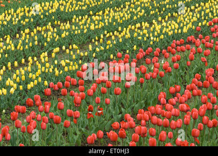 Indira Gandhi Memorial Tulip garden, Model Floriculture Center, Tulip garden, Srinagar, Jammu and Kashmir, India, Asia Stock Photo