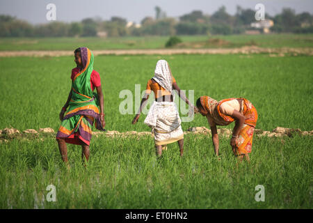 Ladies planting rice saplings in fields in Jharkhand ; India