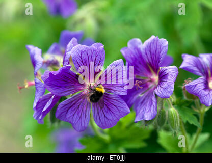 Bumblebee on cranesbill flower Stock Photo