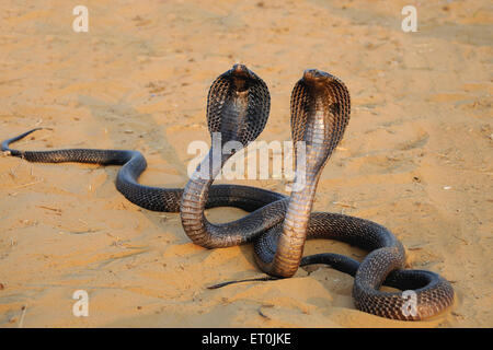 Cobra snakes with hoods open, Pushkar Fair, Kartik Mela, Pushkar Mela, Pushkar, Rajasthan, India, Asia Stock Photo