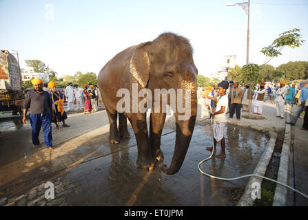 Elephant being given a bath by his caretaker in Nanded ; Maharashtra ; India Stock Photo