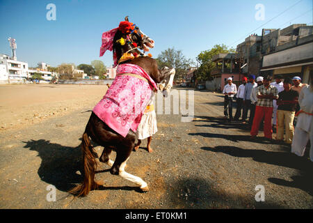 Horse belonging to Nihangs or Sikh warriors dancing near Sachkhand Saheb Gurudwara Consecration Guru Granth Sahib in Nanded Stock Photo