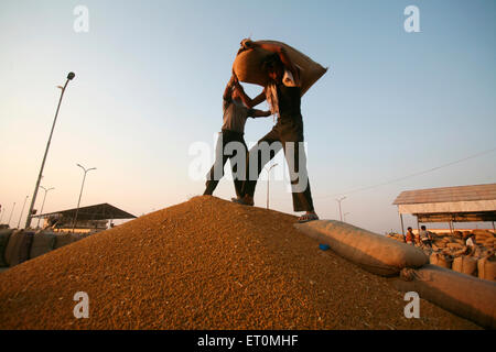 Worker carrying jute bag containing wheat to be emptied is being helped by other worker at Harsud Mandi Bhopal Stock Photo