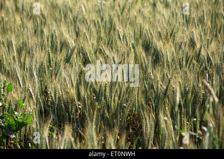 wheat field, wheat crop, wheat cultivation, Punjab, India Stock Photo