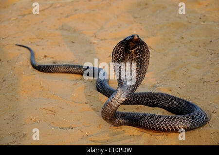 Cobra, hood open, Indian cobra, spectacled cobra, Asian cobra, binocellate cobra, snake, reptile, Naja naja, Pushkar, Rajasthan, India Stock Photo