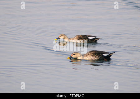 Birds ; spot billed duck anas poecilorhyncha pair swimming in pond ; Bharatpur ; Rajasthan ; India Stock Photo