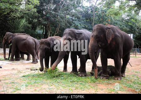 Elephant family eating grass ; Bannerghatta Safari ; Bannerghatta Zoo ; Biological Park ; Bangalore ; Bengaluru ; Karnataka ; India Stock Photo