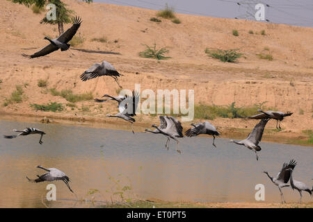 Demoiselle crane birds flying near pond ; Jodhpur ; Rajasthan ; India Stock Photo