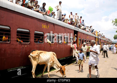 People sitting on train roof, cow on platform, Marwar railway station,  Pali, Rajasthan, India, Asia Stock Photo