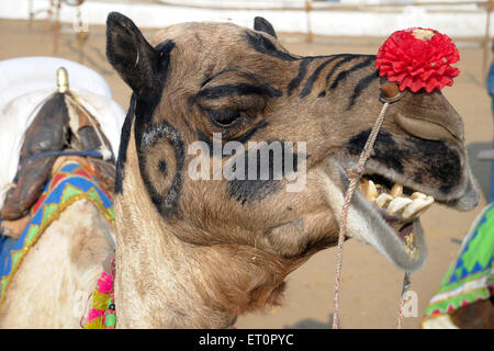 Flower on camel nose ; Pushkar fair ; Rajasthan ; India Stock Photo