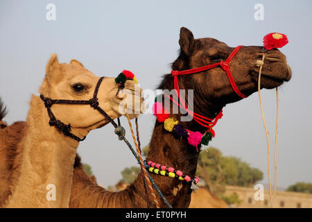 Pair of camels in different colors ; Pushkar fair ; Rajasthan ; India Stock Photo