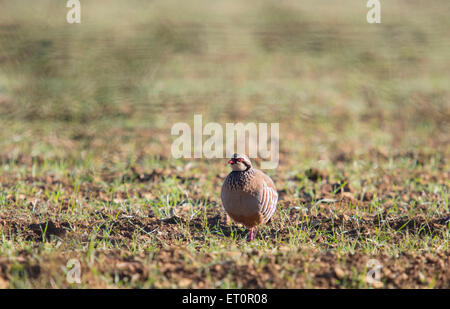 Red-legged partridge, Cotswolds, England Stock Photo