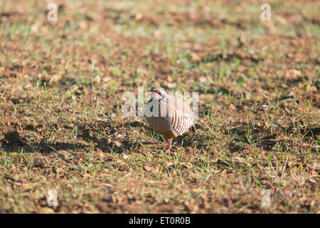 Red-legged partridge, Cotswolds, England Stock Photo