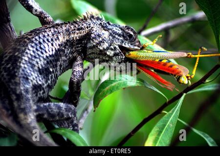 Chameleon eating grasshopper ; Jodhpur ; Rajasthan ; India Stock Photo