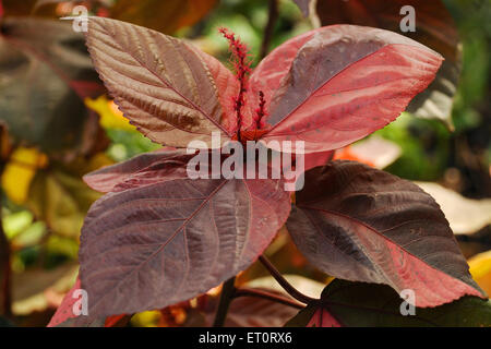 leaf closeup Stock Photo