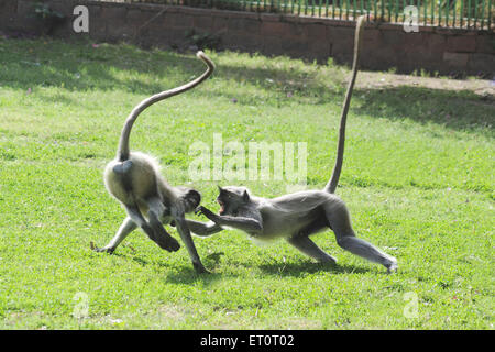 Common Langur , Gray Langur , Hanuman Langur , Hanuman Monkey , sacred langur , Bengal sacred langur , playing , Jodhpur , Rajasthan , India , Asia Stock Photo