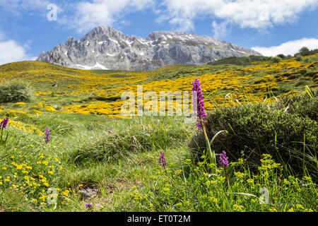 Spring Flowers in the Meadows Above the Village of Santa Marina de Valdeón, Picos de Europa Mountains, Cantabria Spain Stock Photo