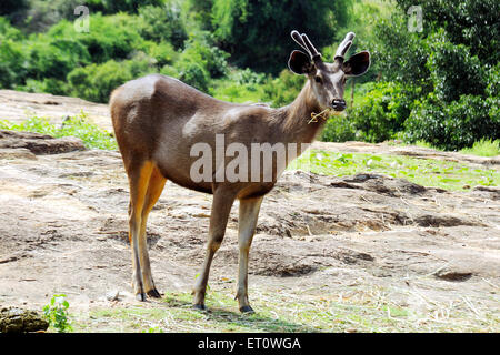 Deer cervus duvauceli ; India Stock Photo