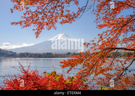 Mt. Fuji, Japan at Lake Kawaguchi during the autumn season.