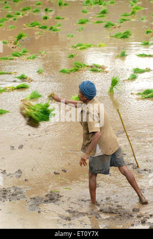 Farmer throwing rice crop in paddy field for sowing ; Madh ; Malshej Ghat ; Maharashtra ; India Stock Photo