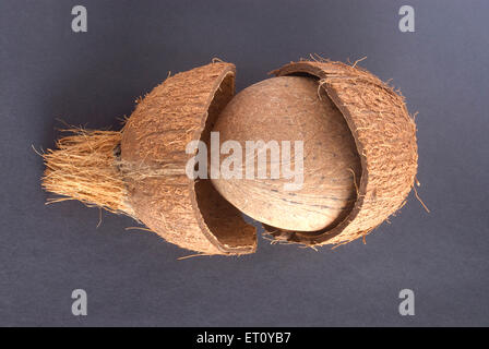 Dry coconut kernel taken out by breaking hard shell copra on black background Stock Photo