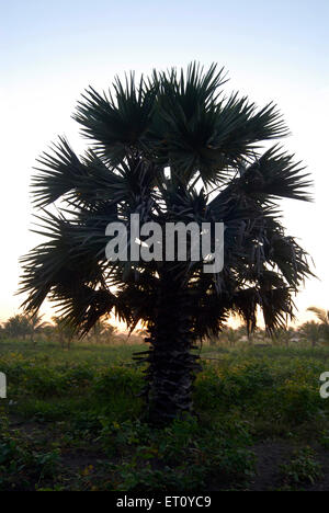 Borassus, palmyra palm, fan palms Stock Photo