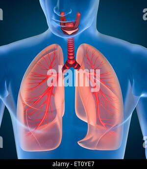 Anatomy of human respiratory system Stock Photo